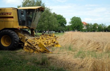 Bir çiftlikte hasatçı hasadı olgunlaşmış buğdayı birleştirin