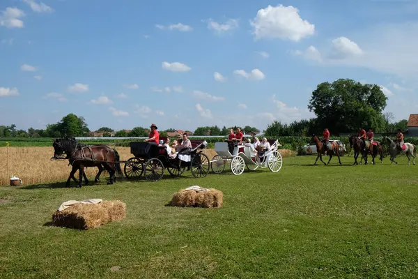 Köylüler, şarkı ve dans ve iyi yemek Nedelisce, Hırvatistan montaj geleneksel hasat başlar