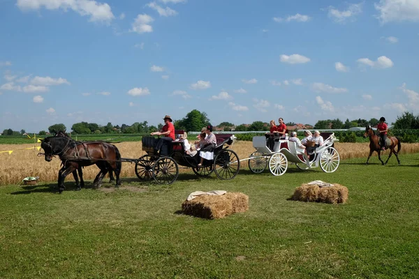 Köylüler, şarkı ve dans ve iyi yemek Nedelisce, Hırvatistan montaj geleneksel hasat başlar