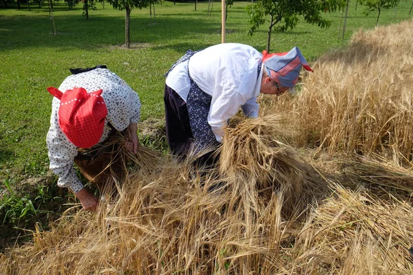 Contadina che raccoglie grano con falce — Foto Stock