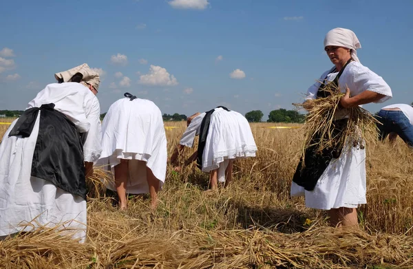 Femme paysanne récoltant du blé avec faux — Photo