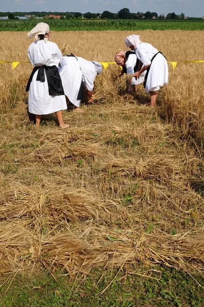 Femme paysanne récoltant du blé avec faux — Photo