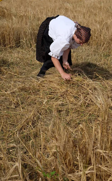 Peasant woman harvesting wheat with scythe in wheat fields — Stock Photo, Image