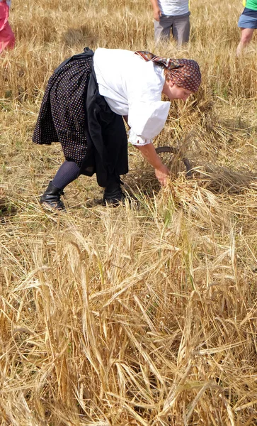 Femme paysanne récoltant du blé avec faux dans les champs de blé — Photo
