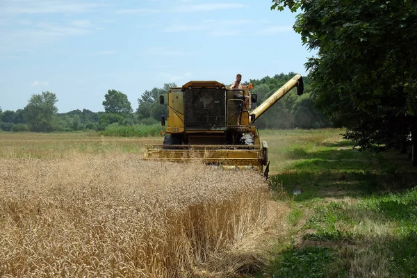 Combine harvester harvest ripe wheat on a farm — Stock Photo, Image