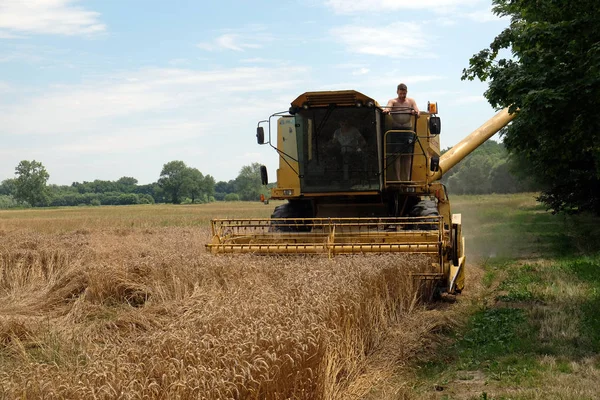 Combine harvester harvest ripe wheat on a farm — Stock Photo, Image