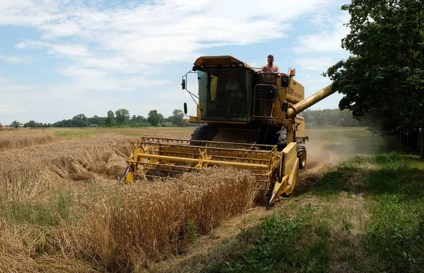 Łączenie zbiorów dojrzałej pszenicy na farmie — Zdjęcie stockowe