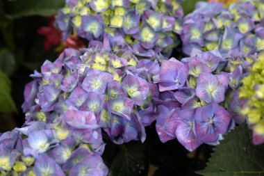 Bahçedeki çiçekler