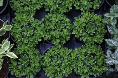 Bahçedeki çiçekler