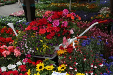 Bahçedeki çiçekler