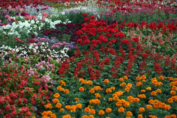 Flowers Garden — Stock Photo, Image