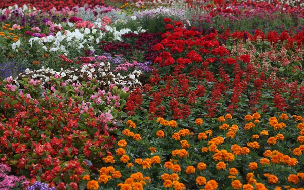 Flores Jardín — Foto de Stock