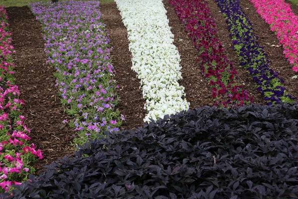 Flores expostas em Floraart, 49 exposição jardim internacional em Zagreb — Fotografia de Stock