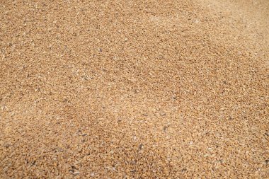 Kadar olgun buğday hasat sonrası kapatın