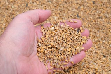 El tutma altın buğday tohumu