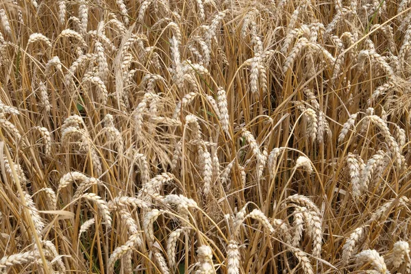 Пшениця Полі — стокове фото