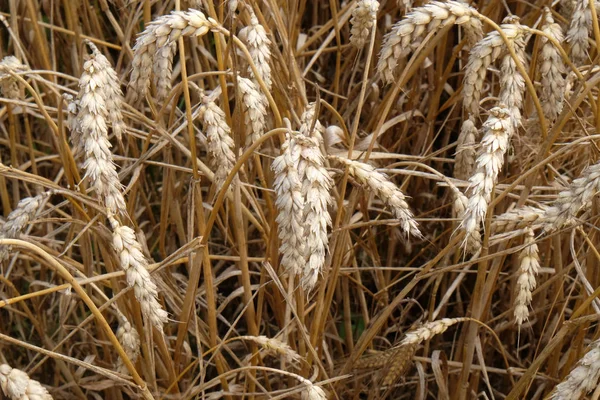 Tarwe groeien in een veld — Stockfoto