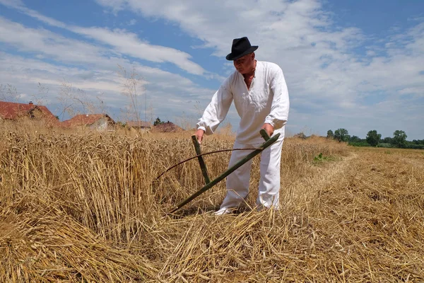 Rolnik zbiorów pszenicy z kosą w pola pszenicy — Zdjęcie stockowe