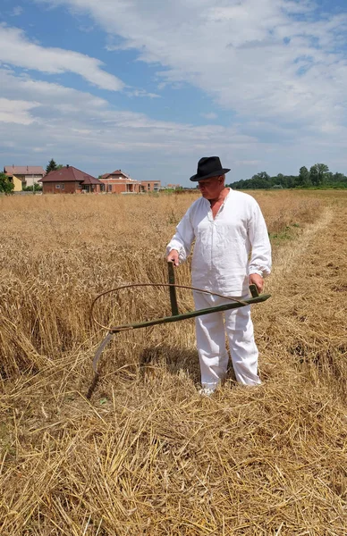 Fermier récoltant du blé avec faux dans les champs de blé — Photo