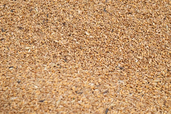 収穫後熟した小麦を閉じる — ストック写真