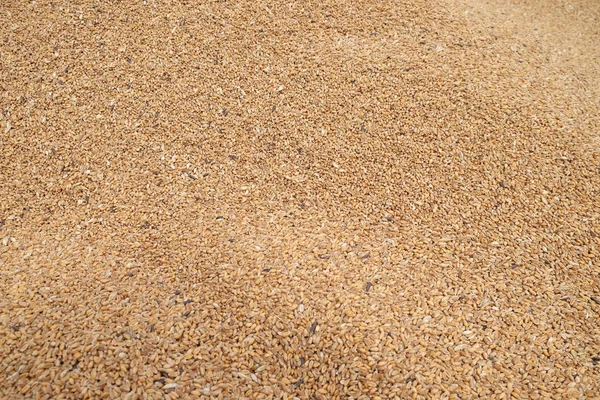 Kadar olgun buğday hasat sonrası kapatın