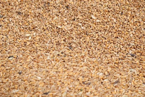 Close up ripe wheat after harvest — Stock Photo, Image