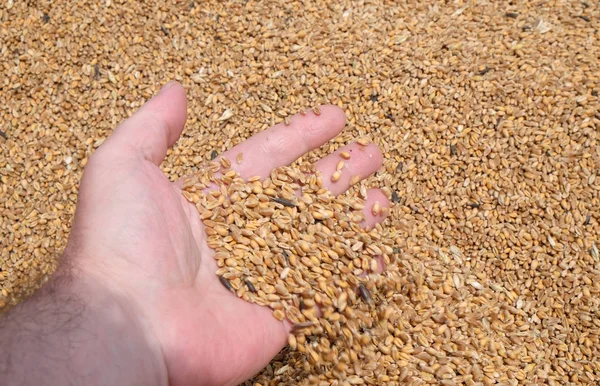 Hand holding golden wheat seed — Stock Photo, Image