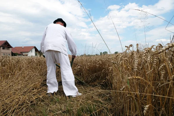 Fermier récoltant du blé avec faux dans les champs de blé — Photo