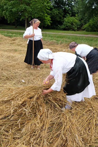 Contadina che raccoglie grano con falce nei campi di grano — Foto Stock