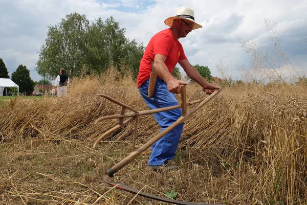 Coltivatore che raccoglie grano con falce nei campi di grano — Foto Stock