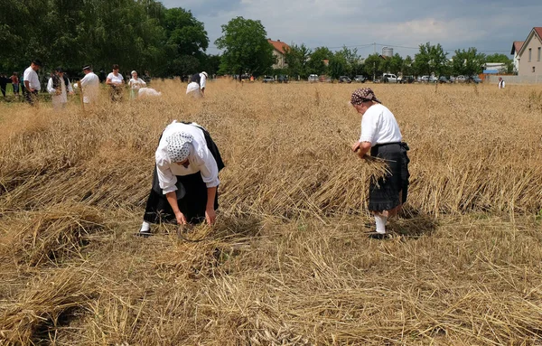 Крестьянка собирает пшеницу с косой на пшеничных полях — стоковое фото