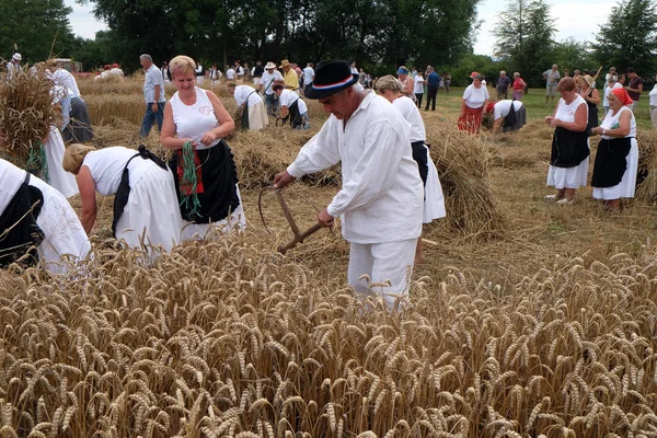 Fermier récoltant du blé avec faux dans les champs de blé — Photo