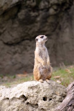 meerkat ayakta tetikte
