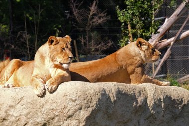Aslan (Panthera leo)