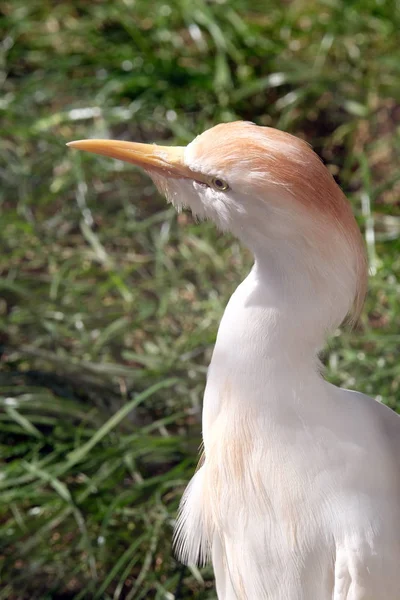 Mongolian crane bird — Stock Photo, Image