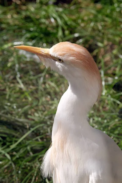 Mongoliska crane fågel — Stockfoto