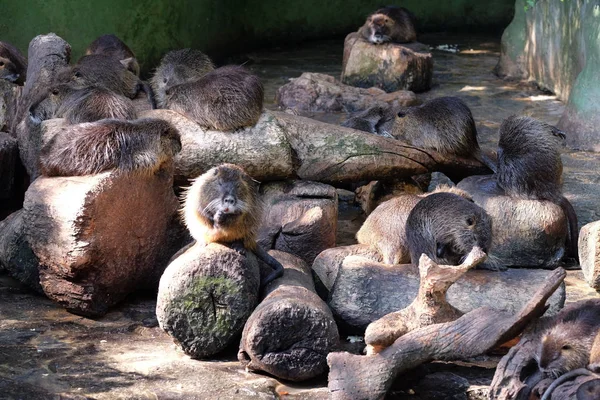 Wasser bewohnende Nährstoffe — Stockfoto