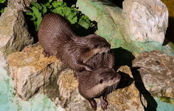 Acqua dimora nutrienti — Foto Stock