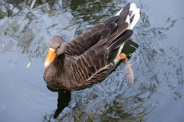 Duck swimming in the lake — Stock Photo, Image