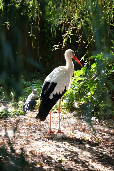 Bocian w Zagrzebiu Zoo — Zdjęcie stockowe