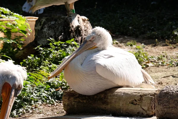 Pelican in the Zagreb Zoo — Stock Photo, Image