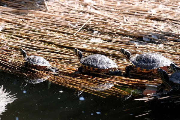 A zágrábi állatkert napozó teknősök — Stock Fotó