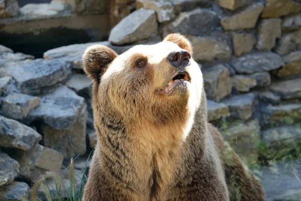 Urso no Zoológico de Zagreb — Fotografia de Stock