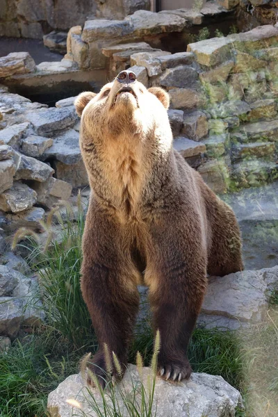 Medvěd v Záhřebu Zoo — Stock fotografie