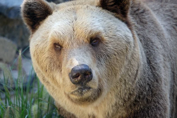 Urso no Zoológico de Zagreb — Fotografia de Stock