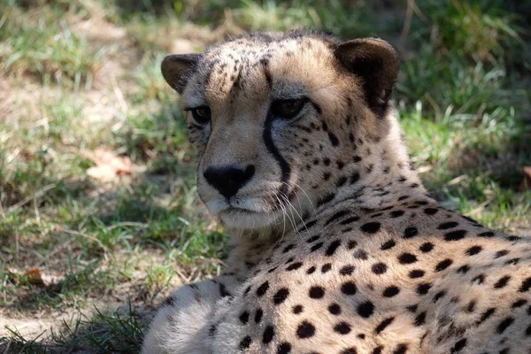 Cheetah, Acinonyx jubatus — Stockfoto