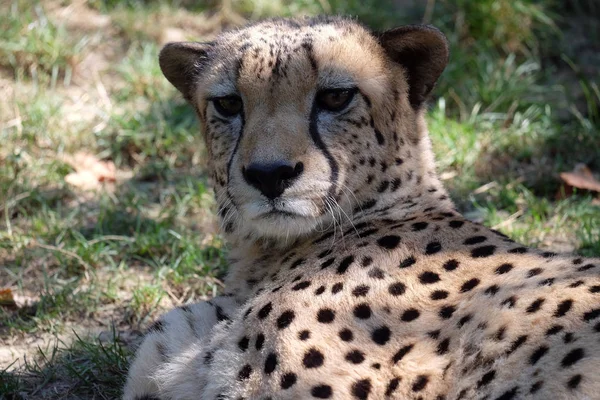 Cheetah, Acinonyx jubatus — Stock Photo, Image