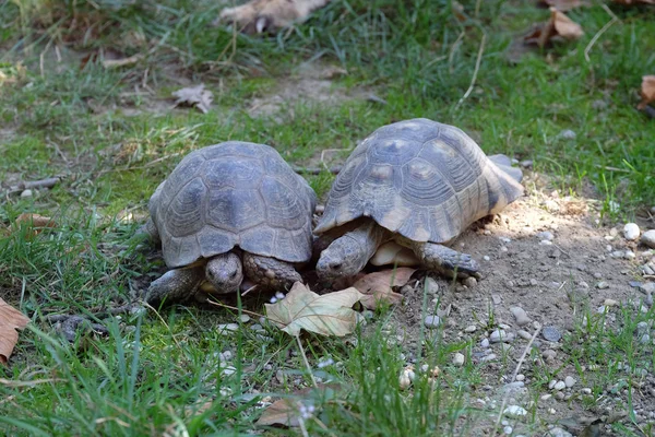 Las dos tortugas —  Fotos de Stock