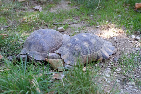 Las dos tortugas —  Fotos de Stock