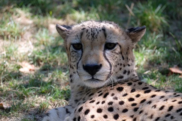 Cheetah, Acinonyx jubatus — Fotografie, imagine de stoc